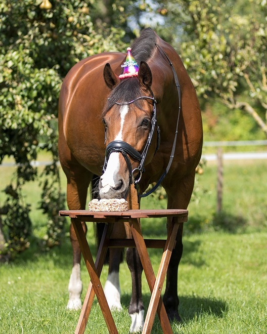 CAPPELLINO “Buon Compleanno” PER CAVALLO Beauty 